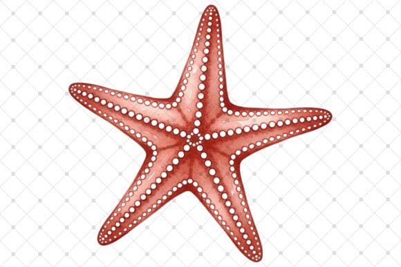 Download Vibrant Red Starfish Illustration - Illustration Collection